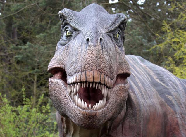 large gray dinosaur face